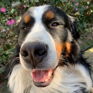 Meet your Posher, Carol